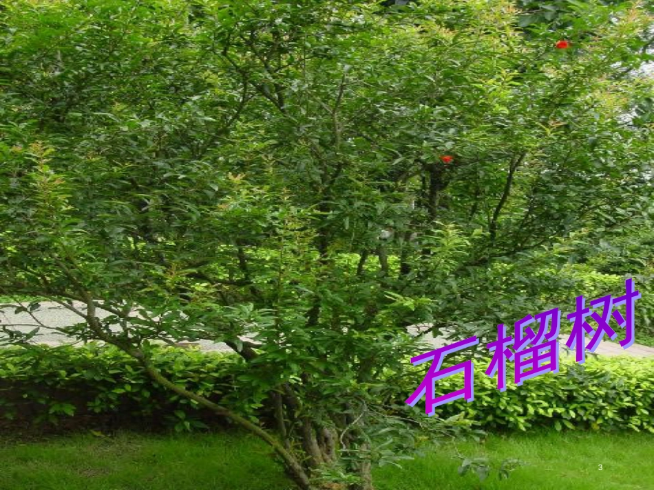 八年级生物下册 13.1 生物的分类课件1 北京版 (758)_第3页