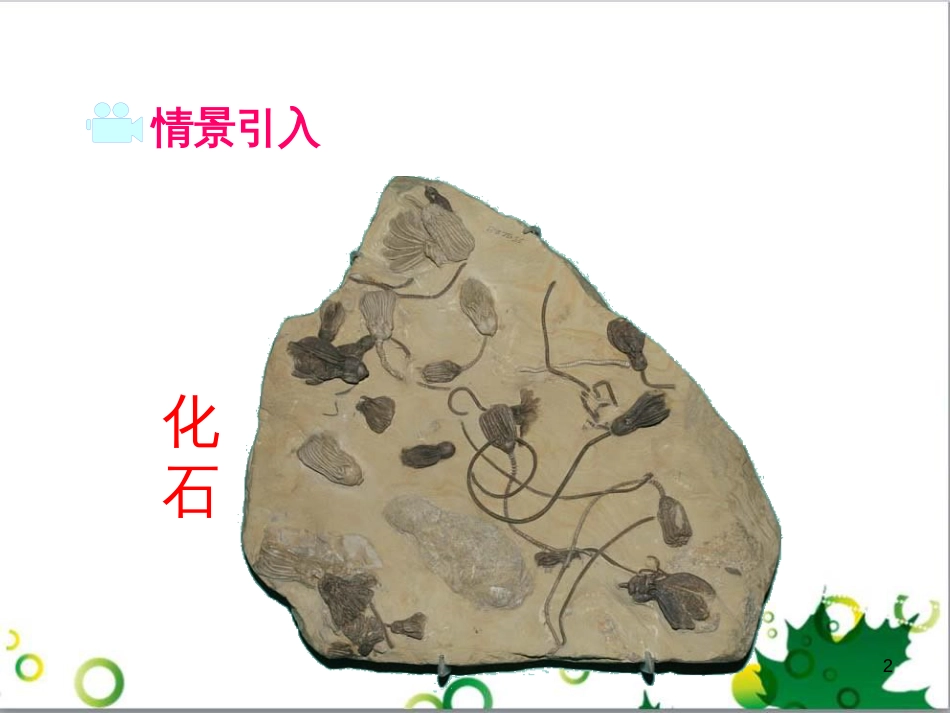 八年级生物下册 第七单元 第三章 第二节 生物进化的历程课件 （新版）新人教版_第2页