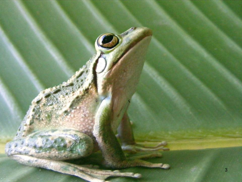 八年级生物下册 13.1 生物的分类课件1 北京版 (408)_第3页