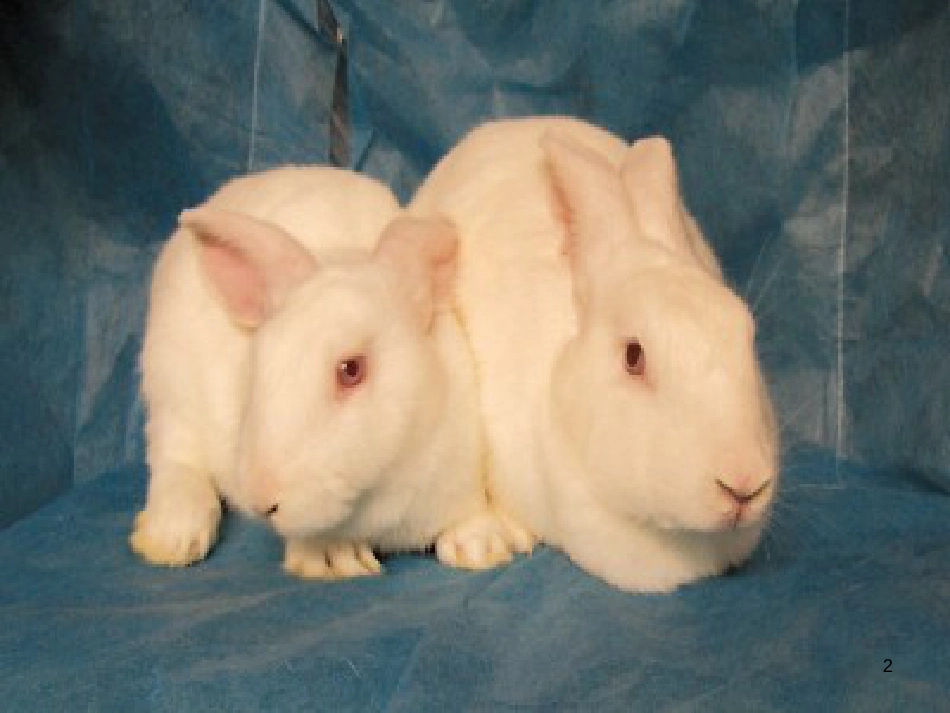 八年级生物下册 13.1 生物的分类课件1 北京版 (186)_第2页