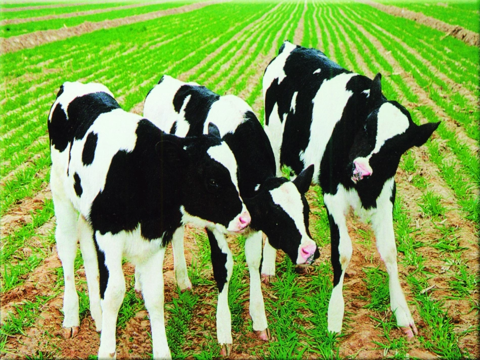 八年级生物下册 13.1 生物的分类课件1 北京版 (186)_第3页