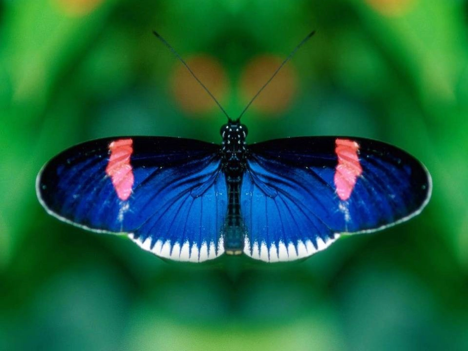 八年级生物下册 13.1 生物的分类课件1 北京版 (311)_第2页