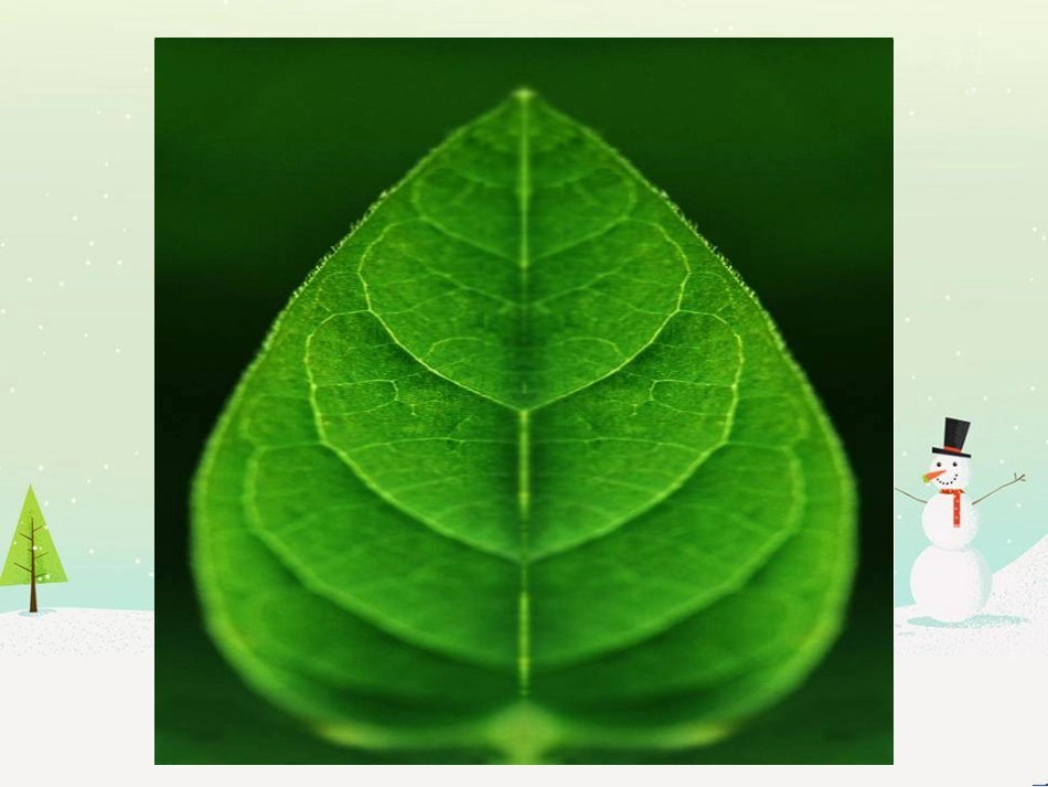 八年级生物下册 13.1 生物的分类课件1 北京版 (311)_第3页