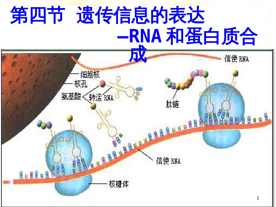 高中生物 第三章 3.4 遗传信息的表达——RNA和蛋白质的合成课件 浙科版必修2_第1页