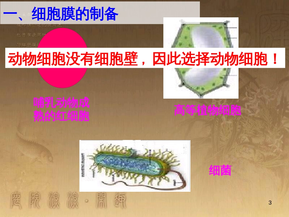 高中生物 5.4 色素提取课件（必修1） (21)_第3页