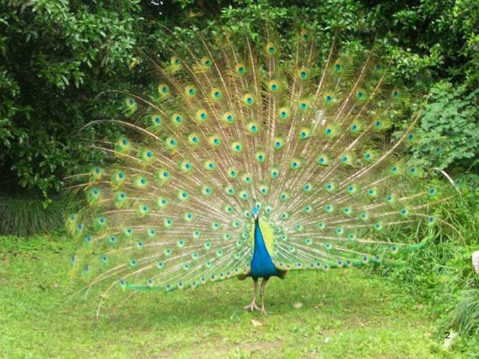 八年级生物下册 13.1 生物的分类课件1 北京版 (1257)_第2页