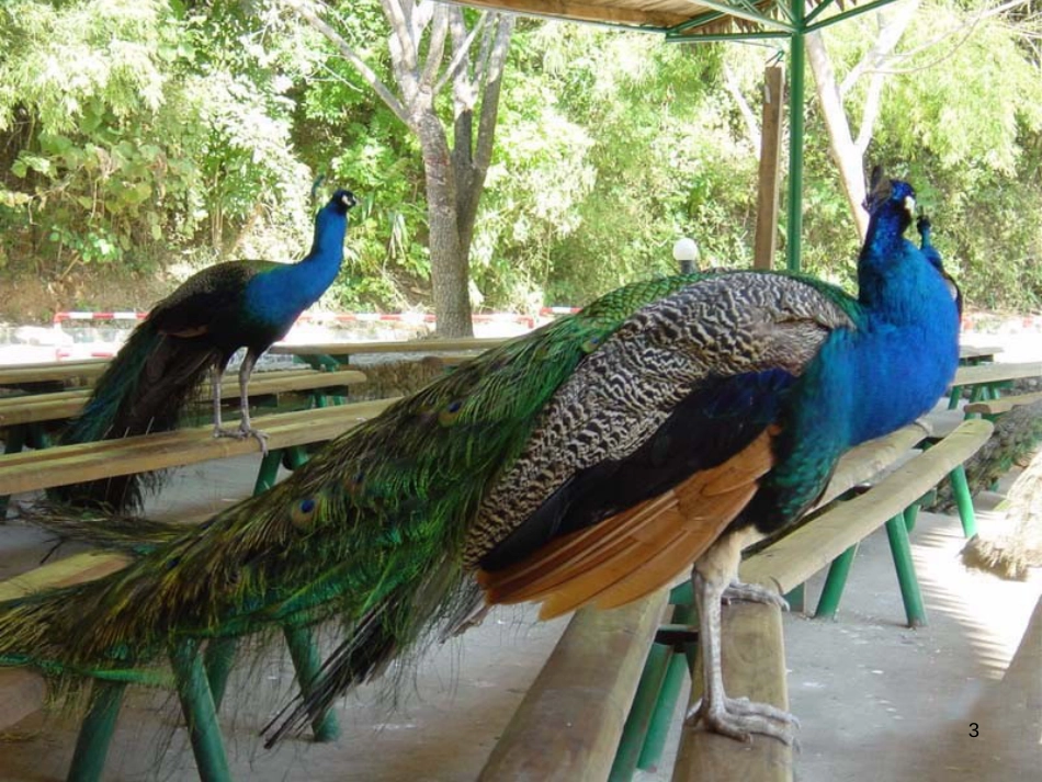 八年级生物下册 13.1 生物的分类课件1 北京版 (1257)_第3页