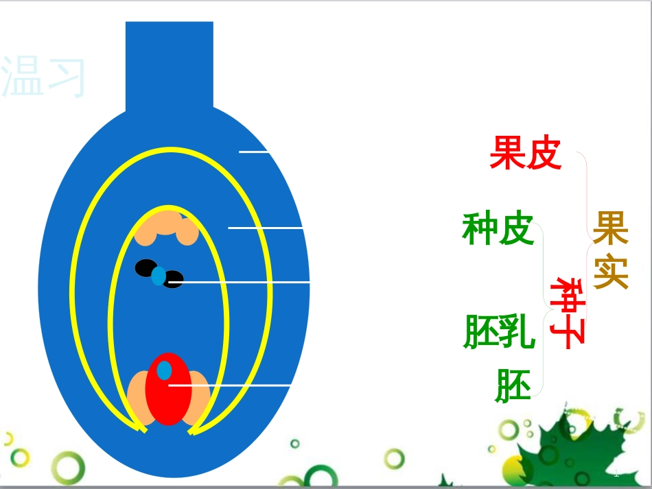 八年级生物上册 第10章 第3节 种子的结构课件 北京课改版_第1页