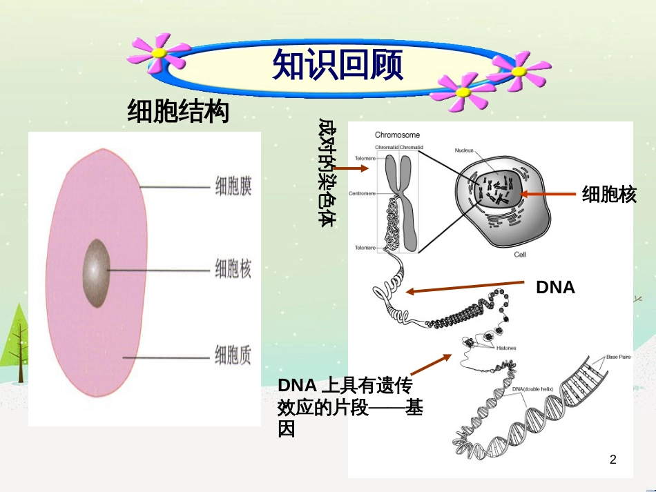 八年级生物下册 13.1 生物的分类课件1 北京版 (1287)_第2页