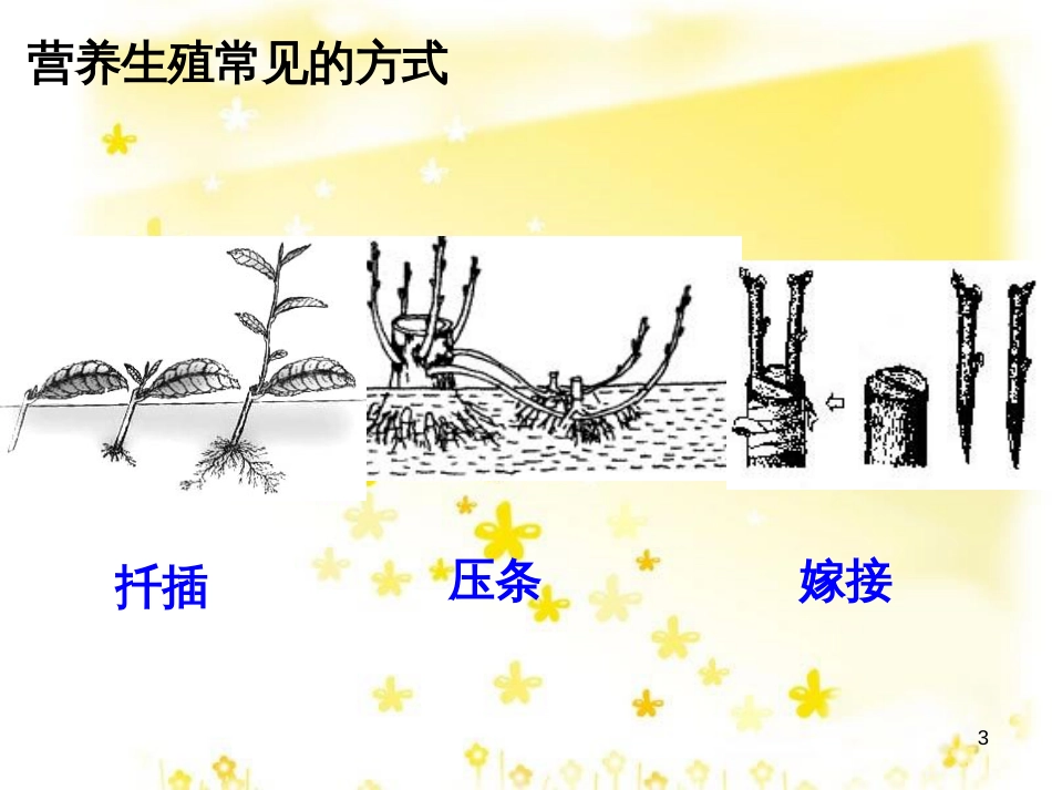 八年级生物下册 第七单元 第一章 生物的生殖和发育复习课件 （新版）新人教版_第3页