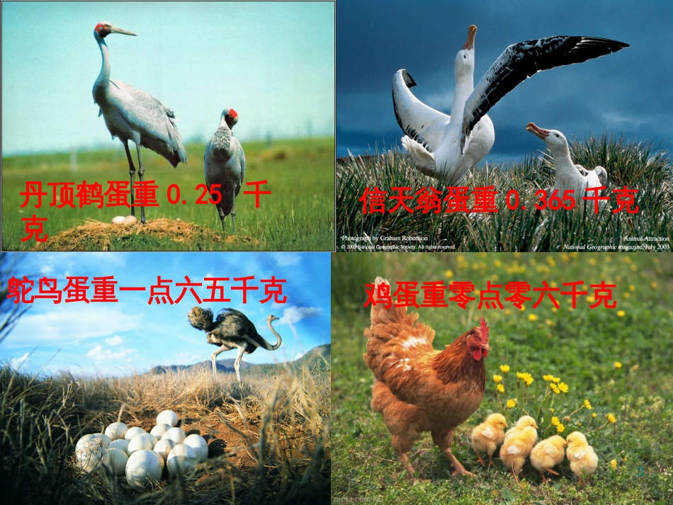 八年级生物下册 13.1 生物的分类课件1 北京版 (241)_第3页