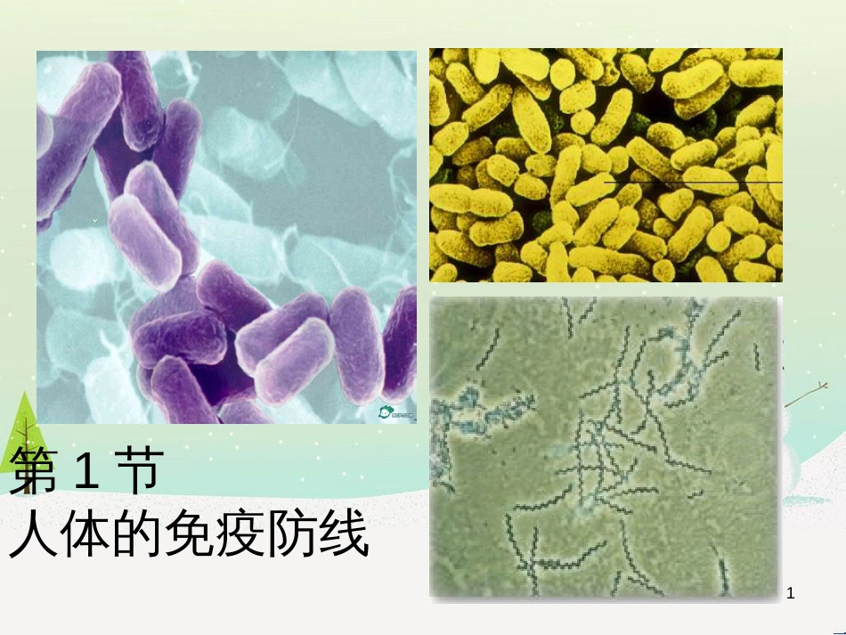 八年级生物下册 第23章 第1节 人体的免疫防线教学课件 苏科版_第1页