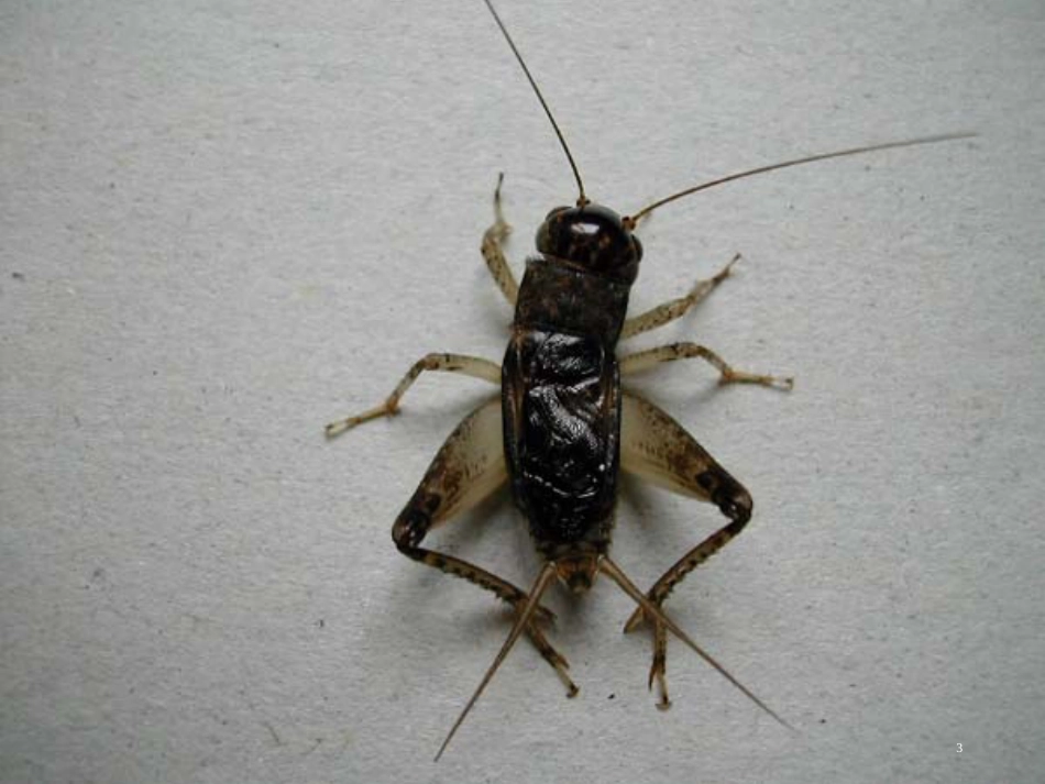 八年级生物下册 13.1 生物的分类课件1 北京版 (767)_第3页