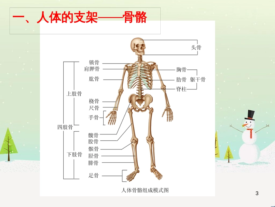 八年级生物上册 6.17.1《人体的运动》课件 （新版）苏科版_第3页