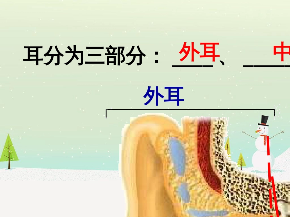 八年级生物上册 6.16.2人体对信息的感知（耳和听觉）课件2 （新版）苏科版_第3页