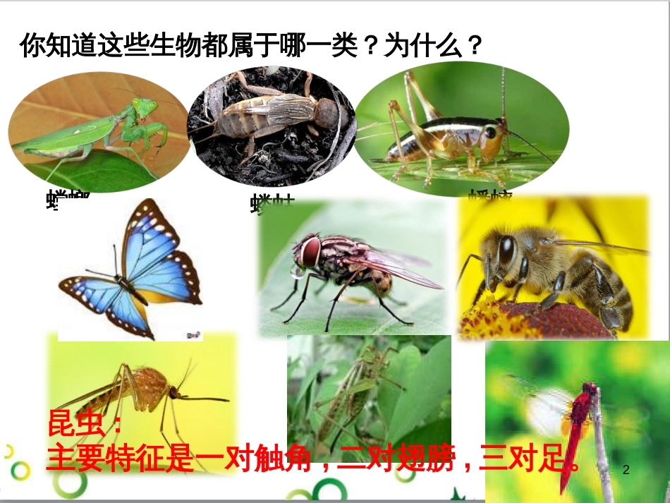 八年级生物下册 21.3 昆虫的生殖与发育课件 苏教版_第2页