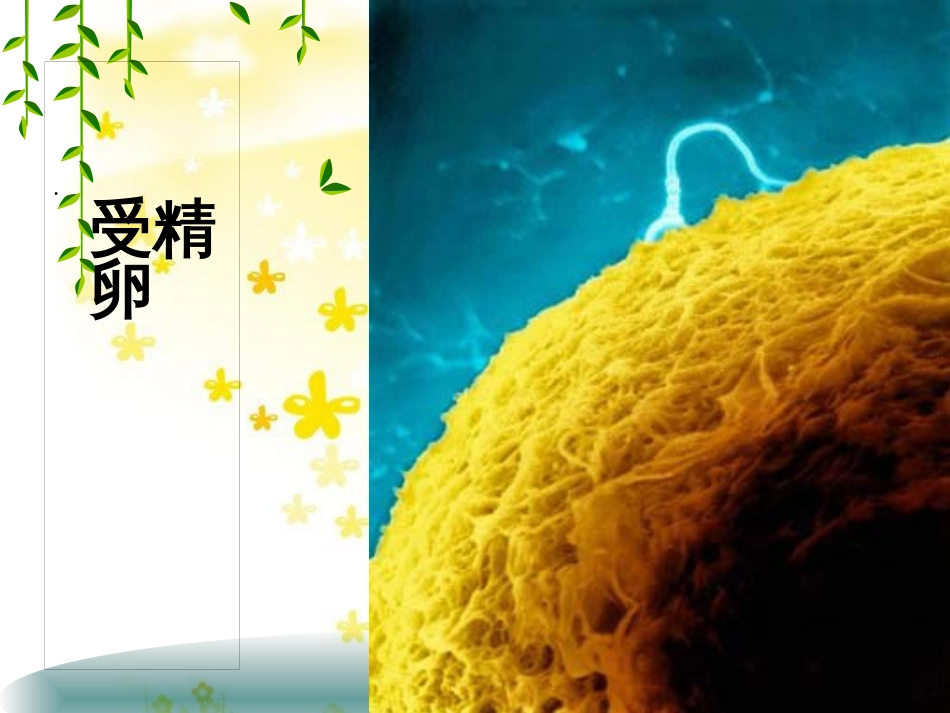 高中生物 6.1 有丝分裂课件 新人教版必修1_第3页