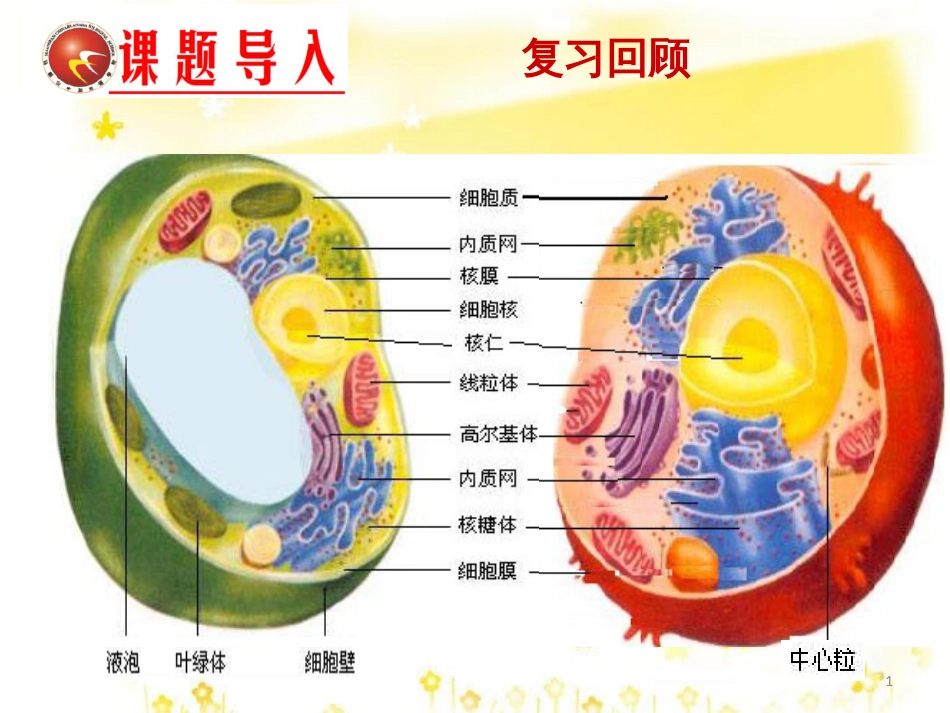 高中生物 第三章 细胞的基本结构 3.2 细胞器（第2课时）课件 新人教版必修1_第1页