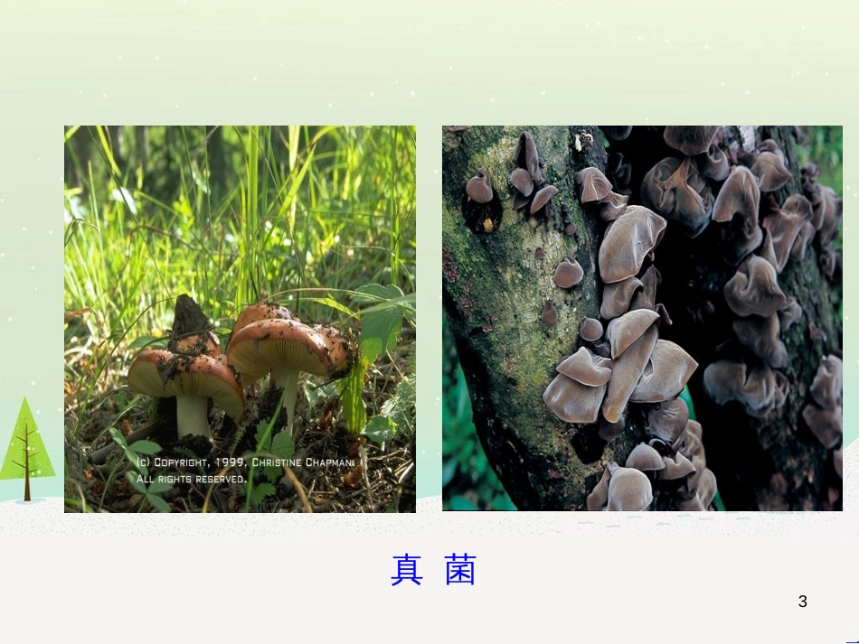 八年级生物上册 5.4.1《细菌和真菌的分布》课件2 （新版）新人教版_第3页