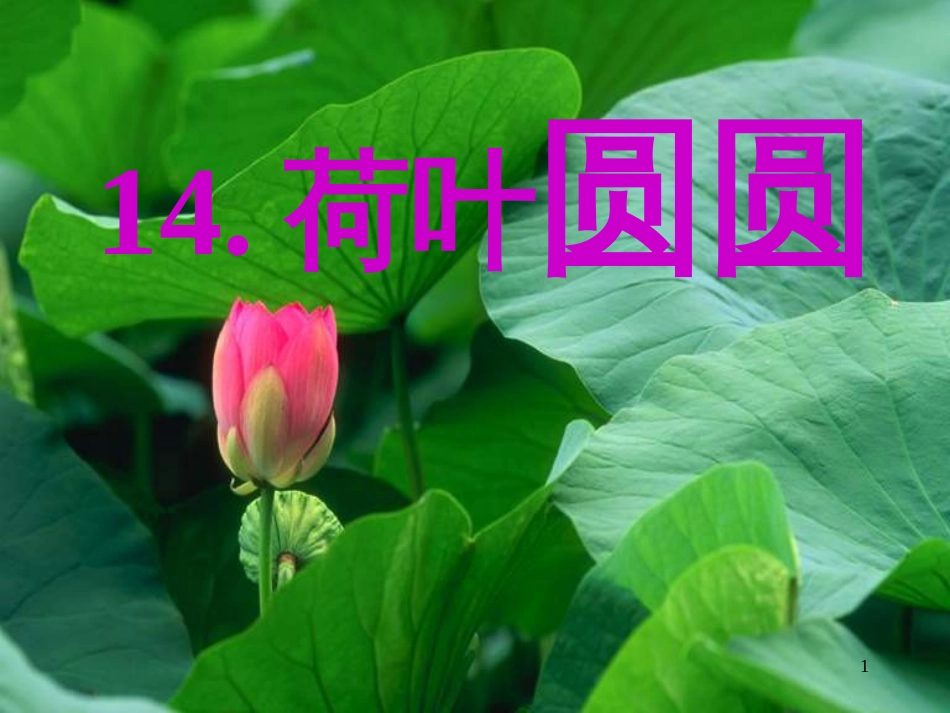 （人教新课标）一年级语文下册《14课荷叶圆圆》课件4_第1页