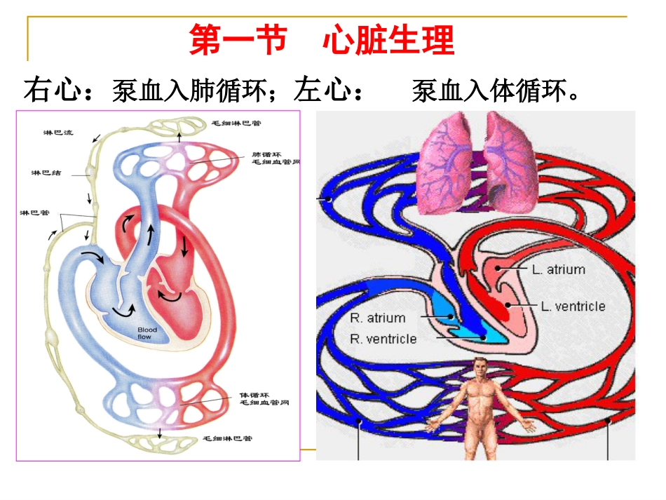 血液循环[共44页]_第2页