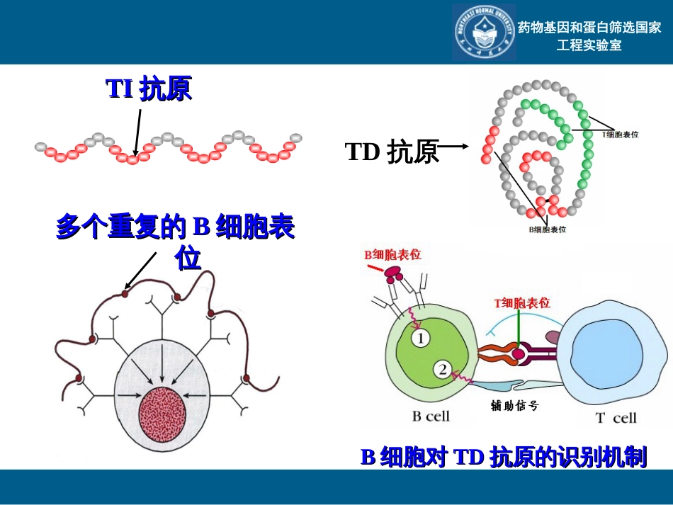 抗原的分类[共29页]_第2页