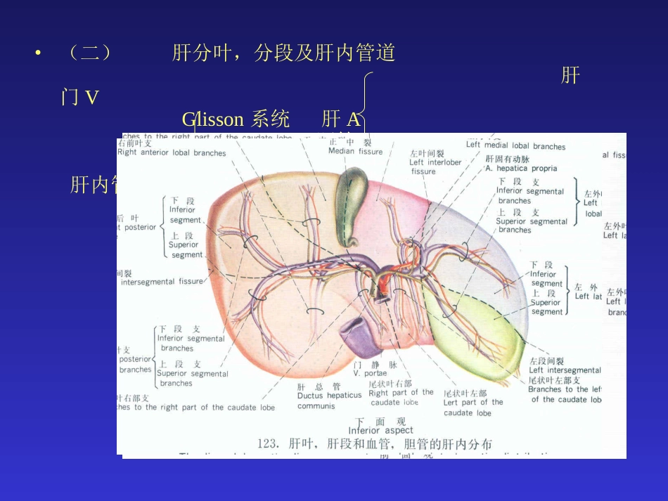 肝横断层解剖及CTMRI图像[共59页]_第2页