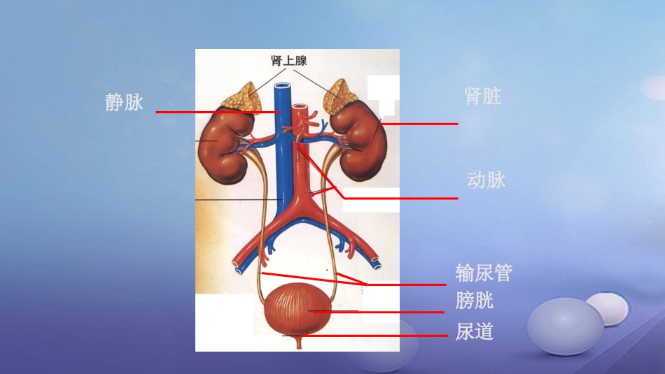 七年级生物下册 4.11.2 尿的形成课件 （新版）北师大版_第3页