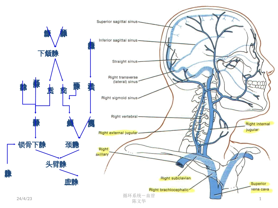 本科－循环系统－血管[共10页]_第1页