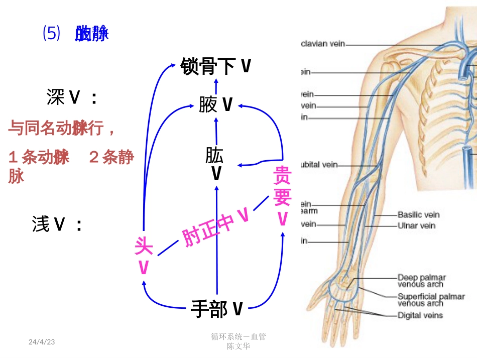 本科－循环系统－血管[共10页]_第3页