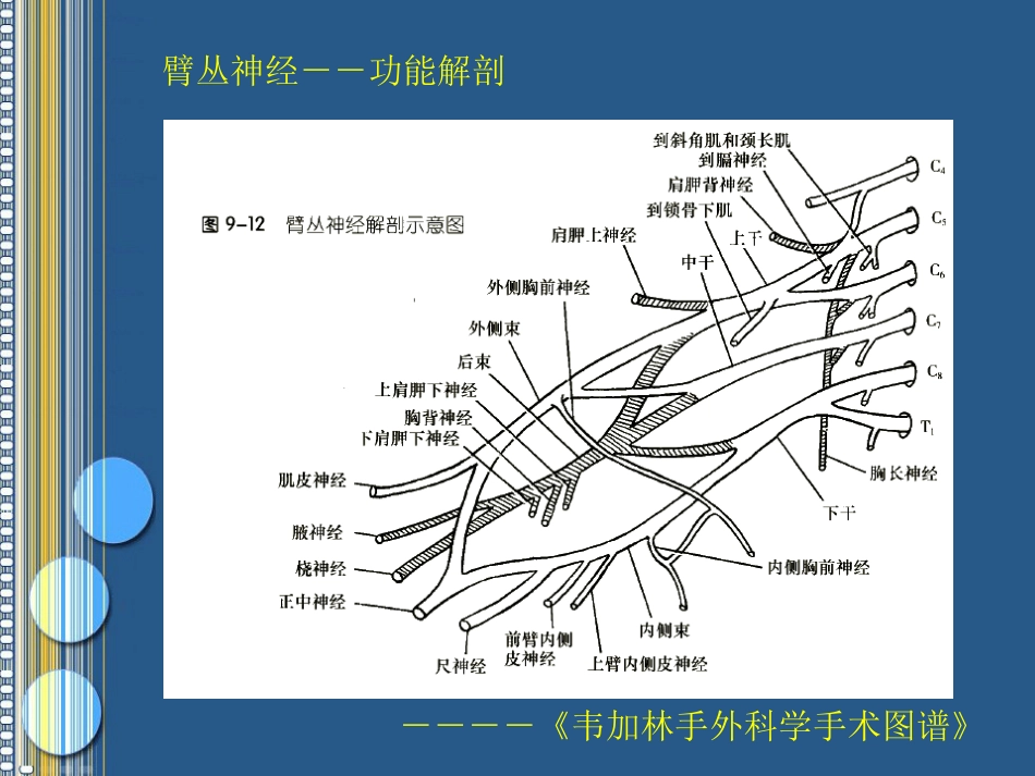 臂丛神经损伤的诊断[共120页]_第2页