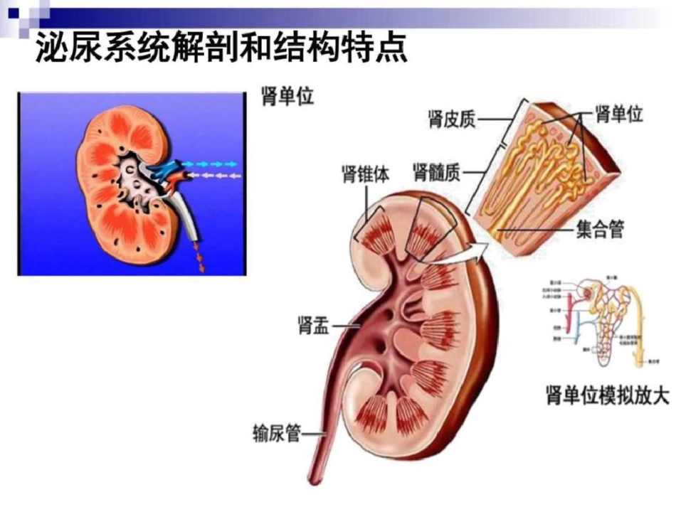 201212住院医师培训肾功能状态的评价赵洪雯图文.ppt文档资料_第1页
