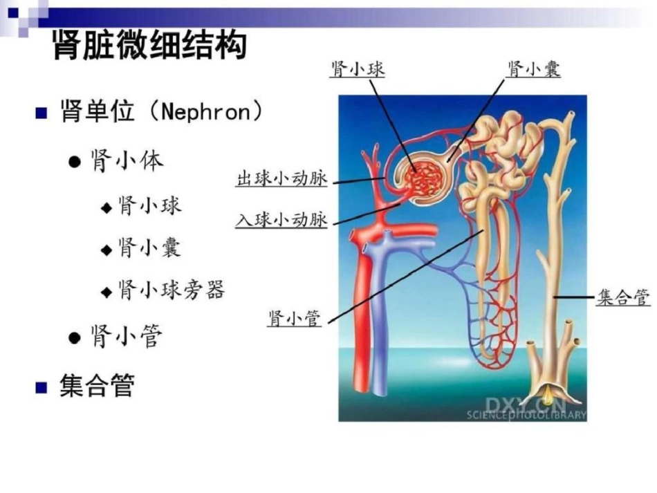 201212住院医师培训肾功能状态的评价赵洪雯图文.ppt文档资料_第2页