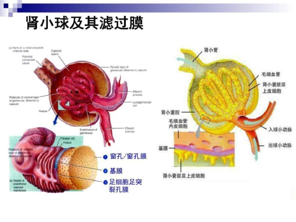 201212住院医师培训肾功能状态的评价赵洪雯图文.ppt文档资料_第3页