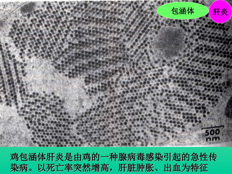 禽病学 禽病临床诊断彩色图谱 13鸡包涵体肝炎 西南民族大学[共26页]_第2页