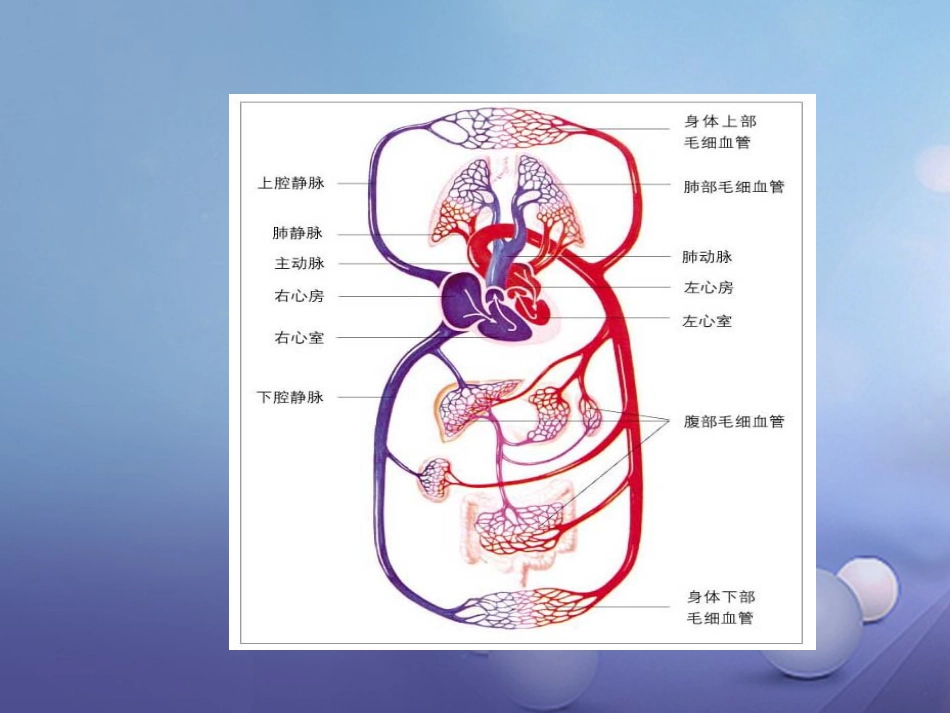 七年级生物下册 4.9.2 血液循环课件 （新版）北师大版_第2页