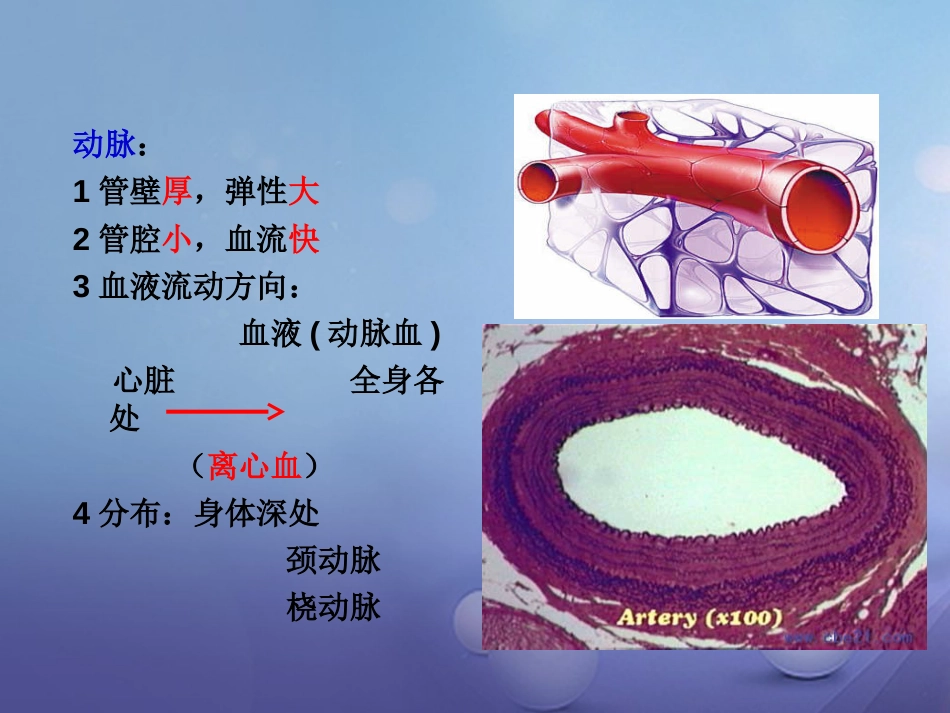 七年级生物下册 4.9.2 血液循环课件 （新版）北师大版_第3页