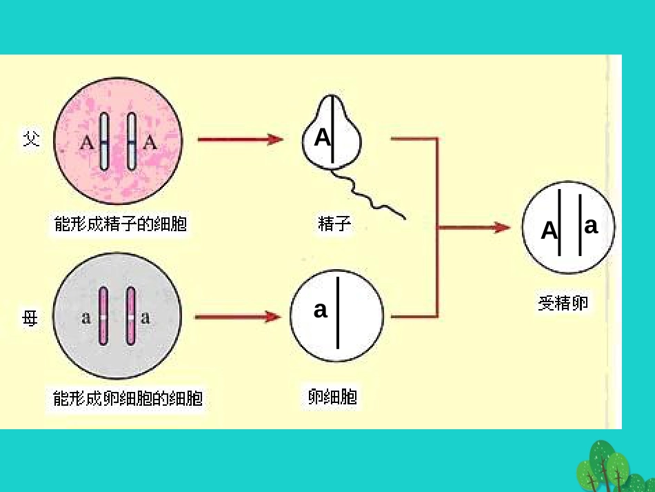 河南省濮阳县第六中学八年级生物下册 7.2.3 基因的显性和隐性课件 新人教版_第2页