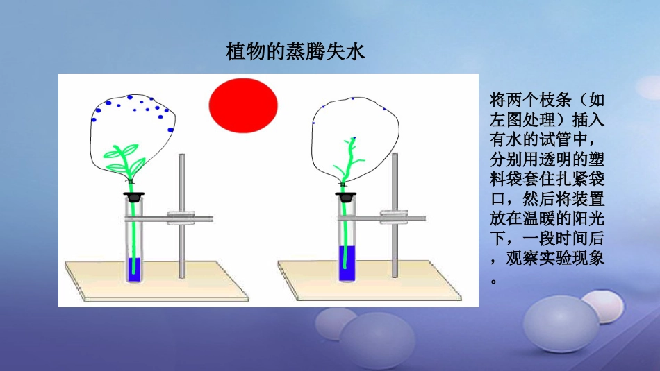 七年级生物上册 3.5.4 蒸腾作用课件 （新版）北师大版_第3页