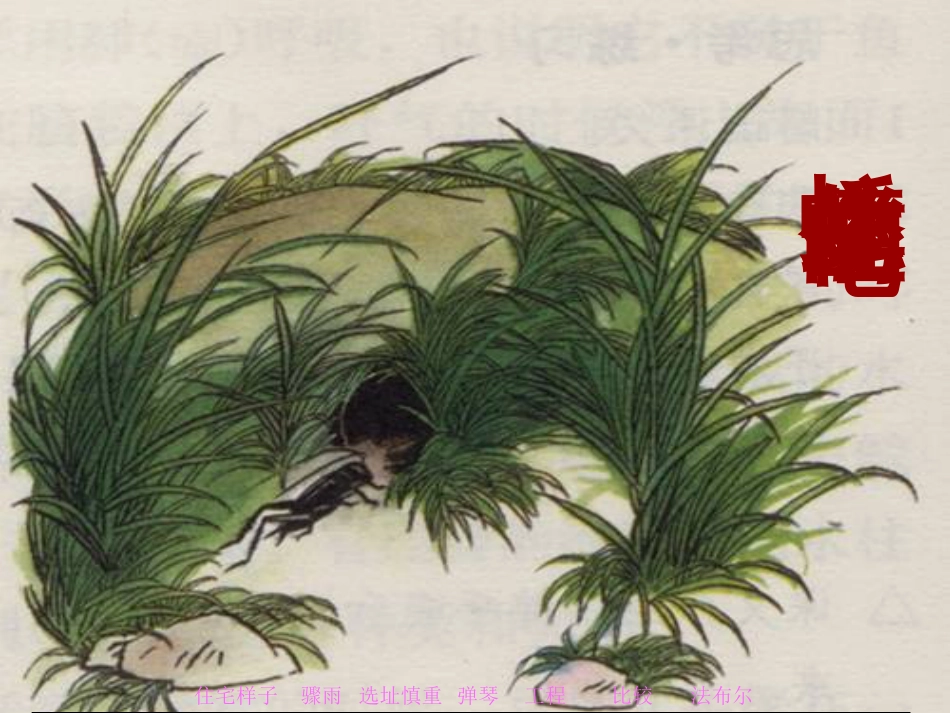 课标版四年级上册蟋蟀的住宅课件_第2页