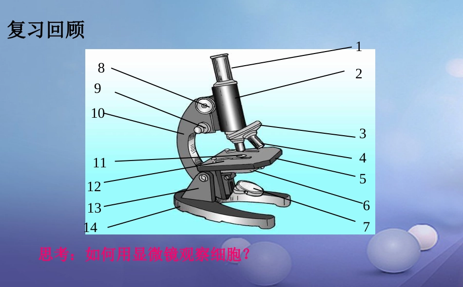 七年级生物上册 2.3.1 细胞的基本结构和功能（2）课件 （新版）北师大版_第2页