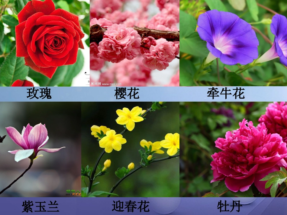 七年级科学下册 7.1 绿色开花植物的有性生殖和发育课件 （新版）华东师大版_第2页