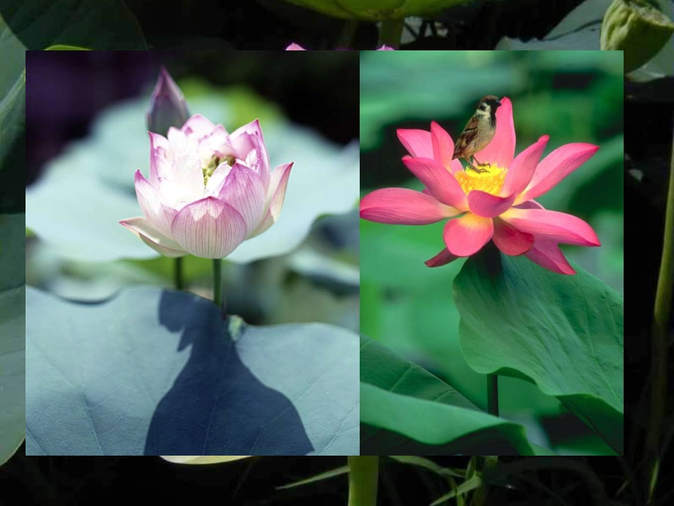 苏教版七年级下册《荷》专题[共14页]_第3页