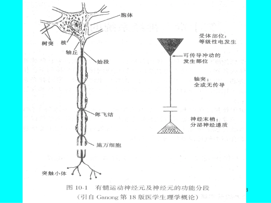 神经系统的功能[共73页]_第3页