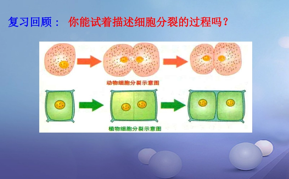 七年级生物上册 2.4.1 细胞分化形成组织课件 （新版）北师大版_第2页