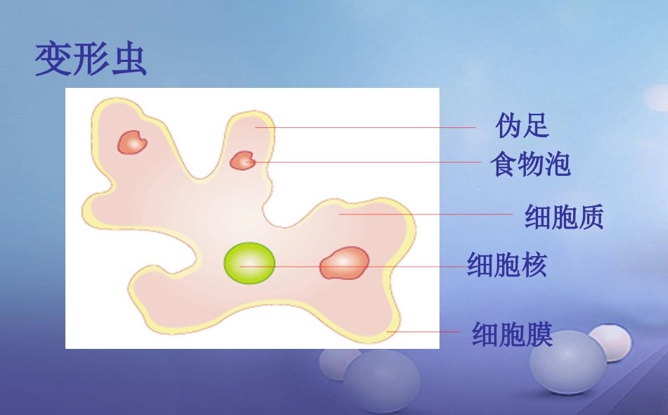 七年级生物上册 2.3.2 细胞是生命活动的单位课件 （新版）北师大版_第3页