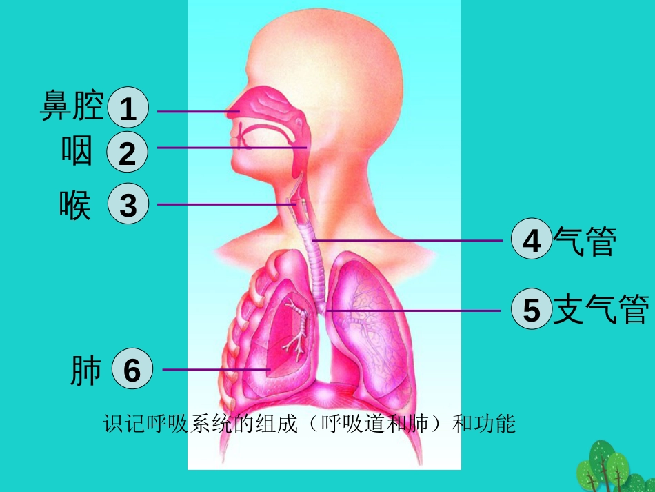 山东省邹平县实验中学七年级生物下册 3.2.1 人体与外界的气体交换课件（1）（新版）济南版[共22页]_第3页