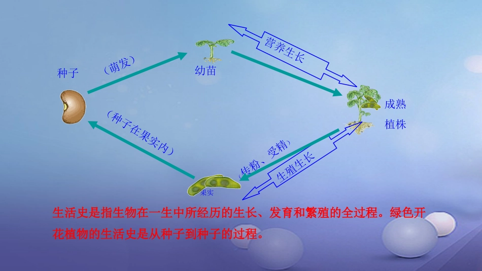 七年级生物上册 3.6.1 种子萌发形成幼苗课件 （新版）北师大版_第3页