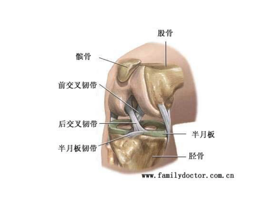 膝关节疾病的超声检查[共33页]_第3页