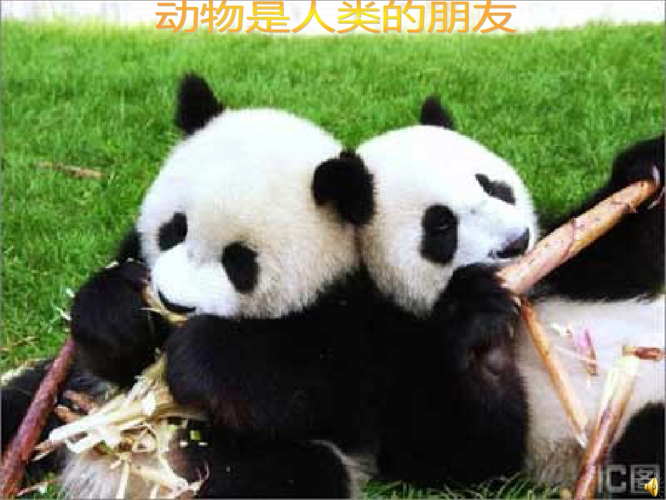 苏教版七年级下册《国宝——大熊猫》PPT课件[共14页]_第1页